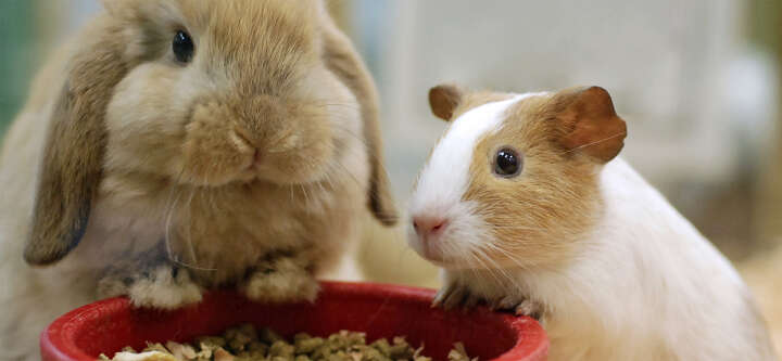 einstiegsbanner muemmel hamster beim muesli fressen